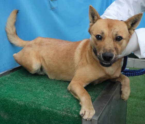 제주 동물보호센터_450650202503079